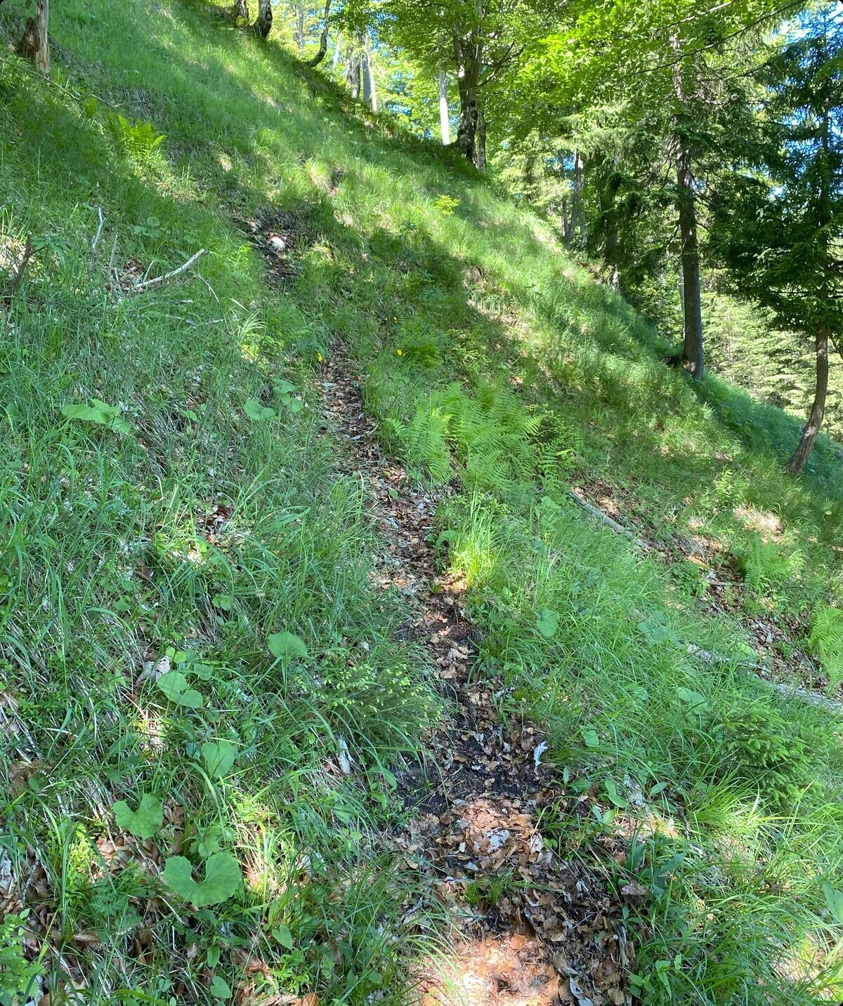 Spiessberg am Plansee 01 | © Kai Zinkernagel