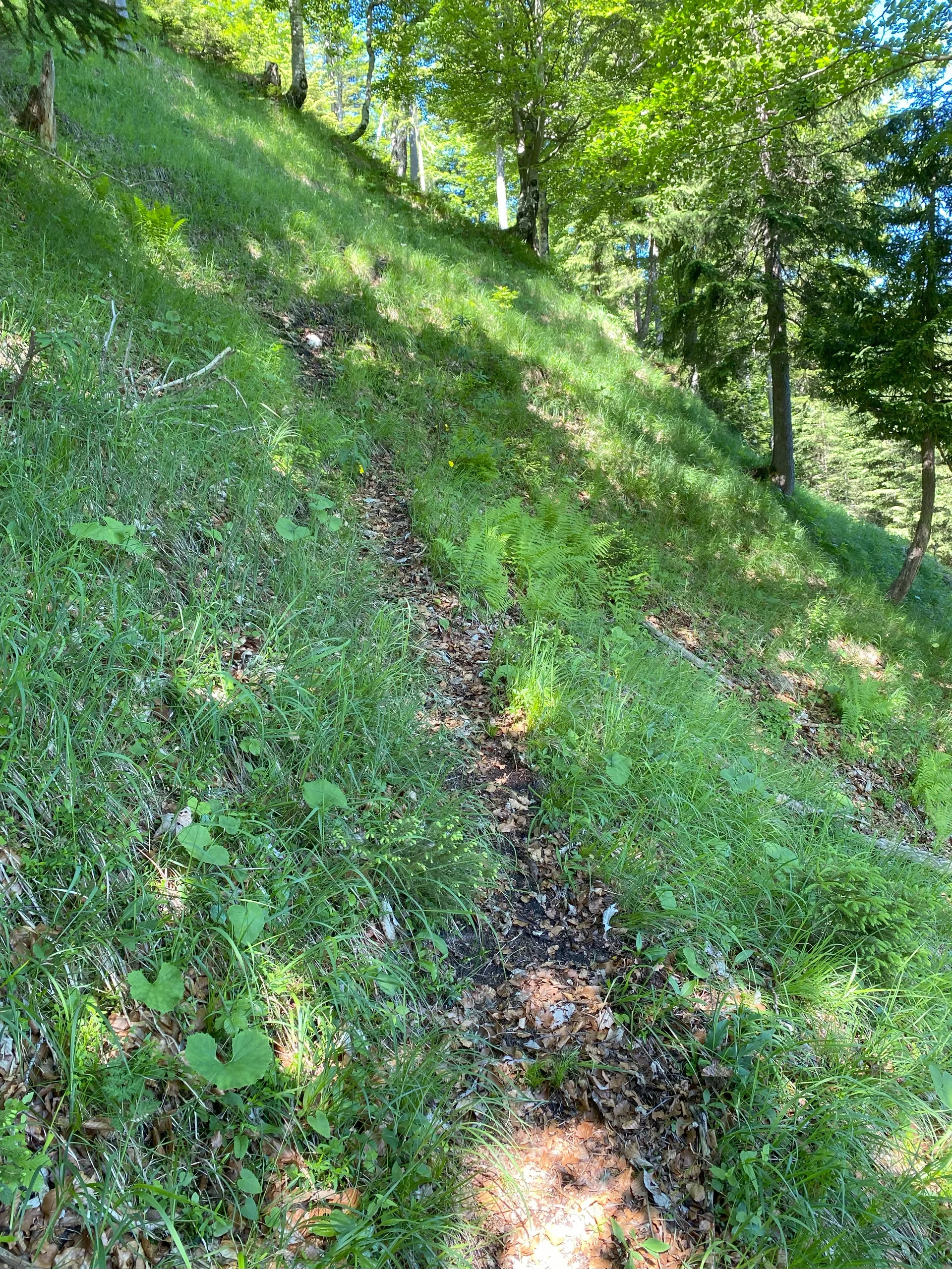 Spiessberg am Plansee 01 | © Kai Zinkernagel