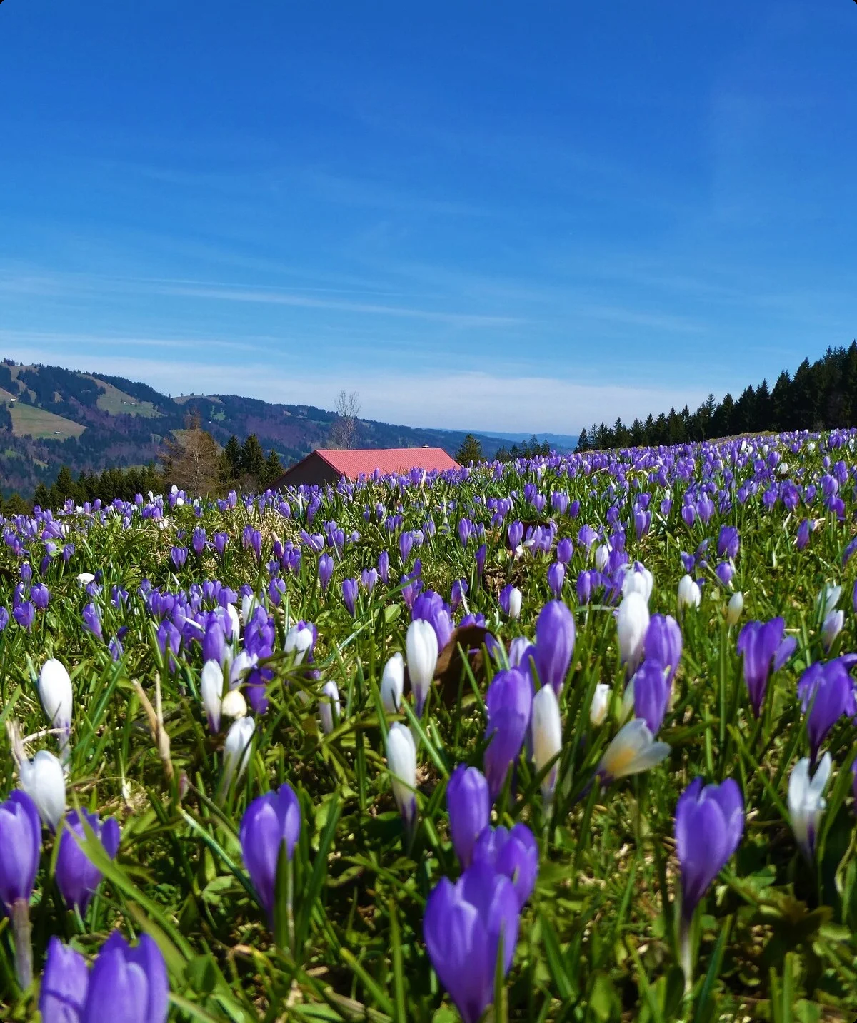 Krokusblüte am Hündle | © Beate Maischberger Krokusblüte am Hündle | © Beate Maischberger
