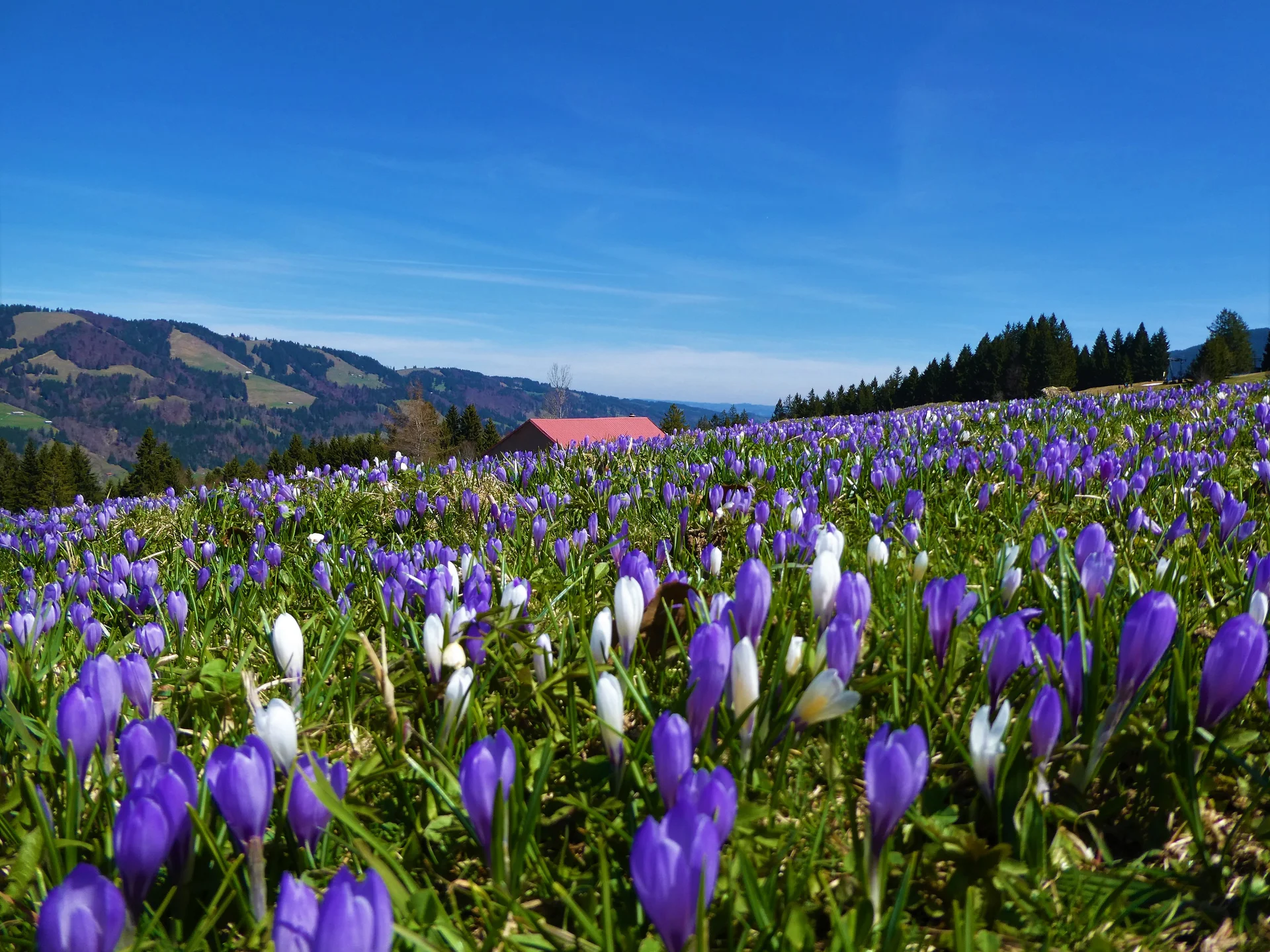Krokusblüte am Hündle | © Beate Maischberger
