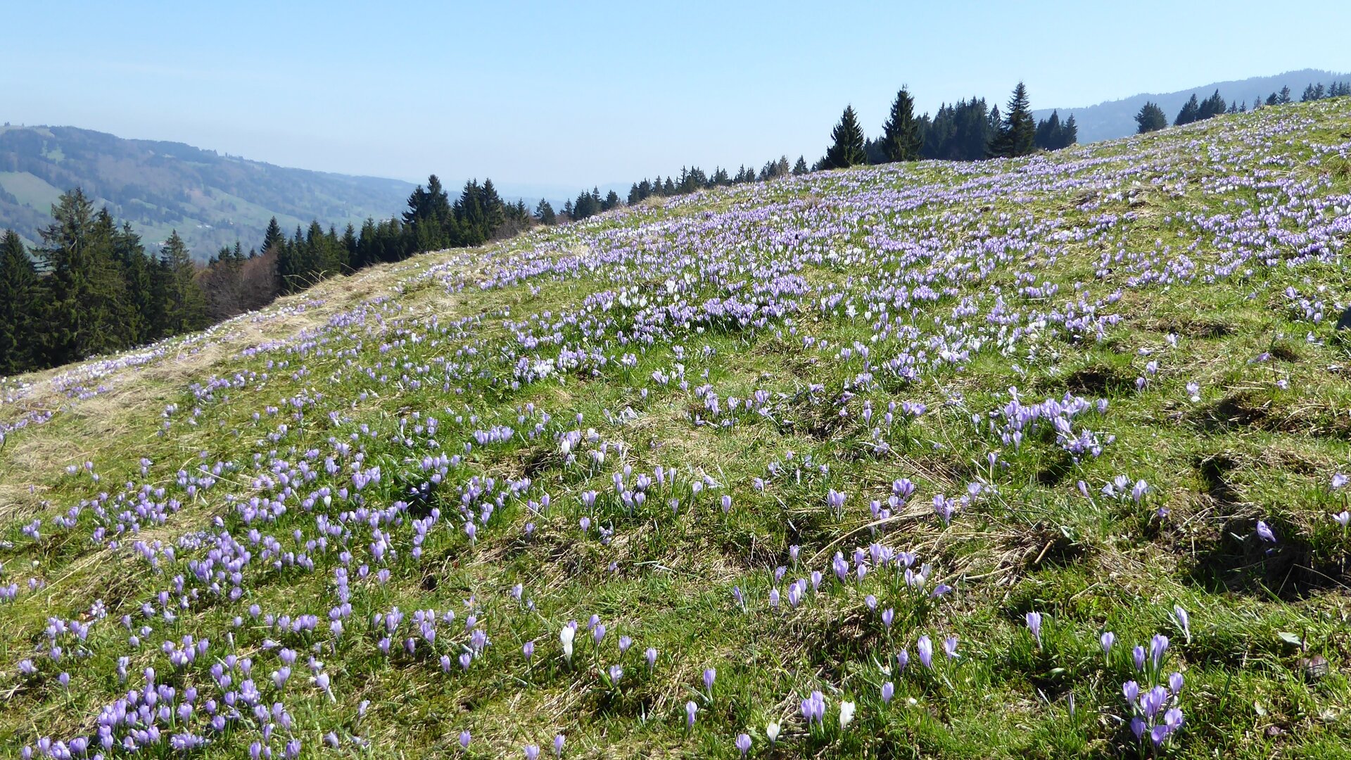 Krokusblütte am Hündle | © Epp Krokusblütte am Hündle | © Epp