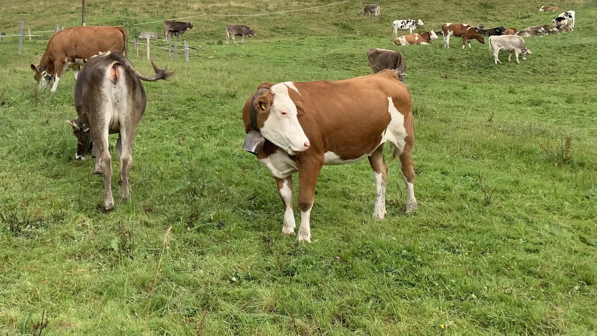 2026-09-20 Immenstädter Horn | © Kathrin Müller