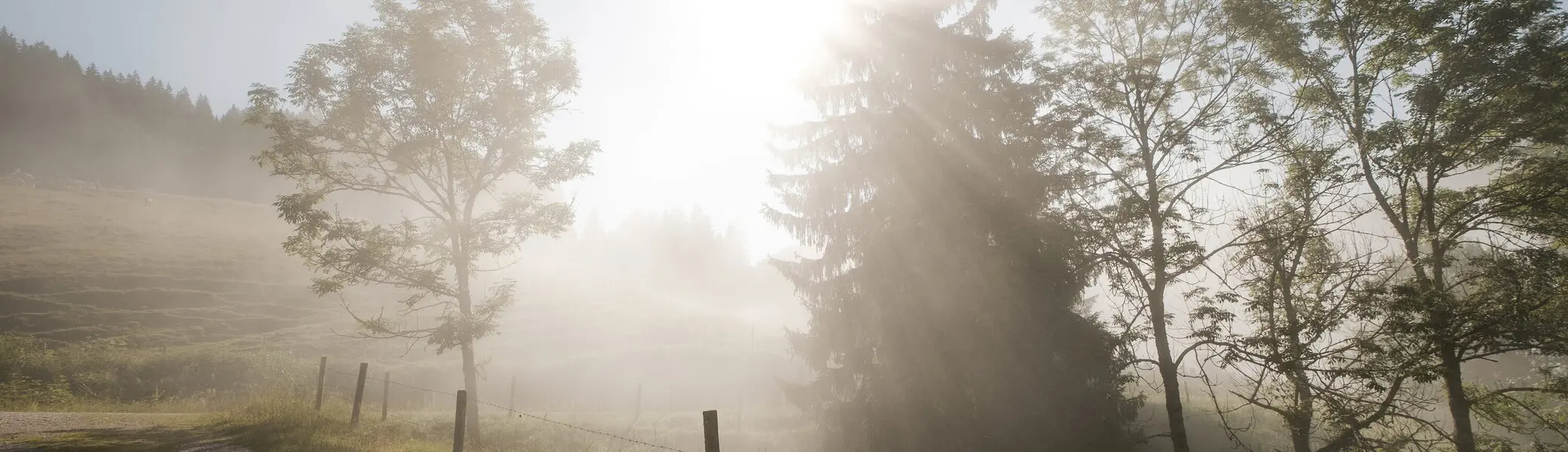 Bäume im Nebel, die ersten Sonnenstrahlen scheinen hindurch | © DAV/Hans Herbig