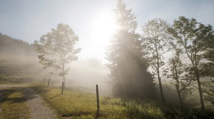 Bäume im Nebel, die ersten Sonnenstrahlen scheinen hindurch | © DAV/Hans Herbig
