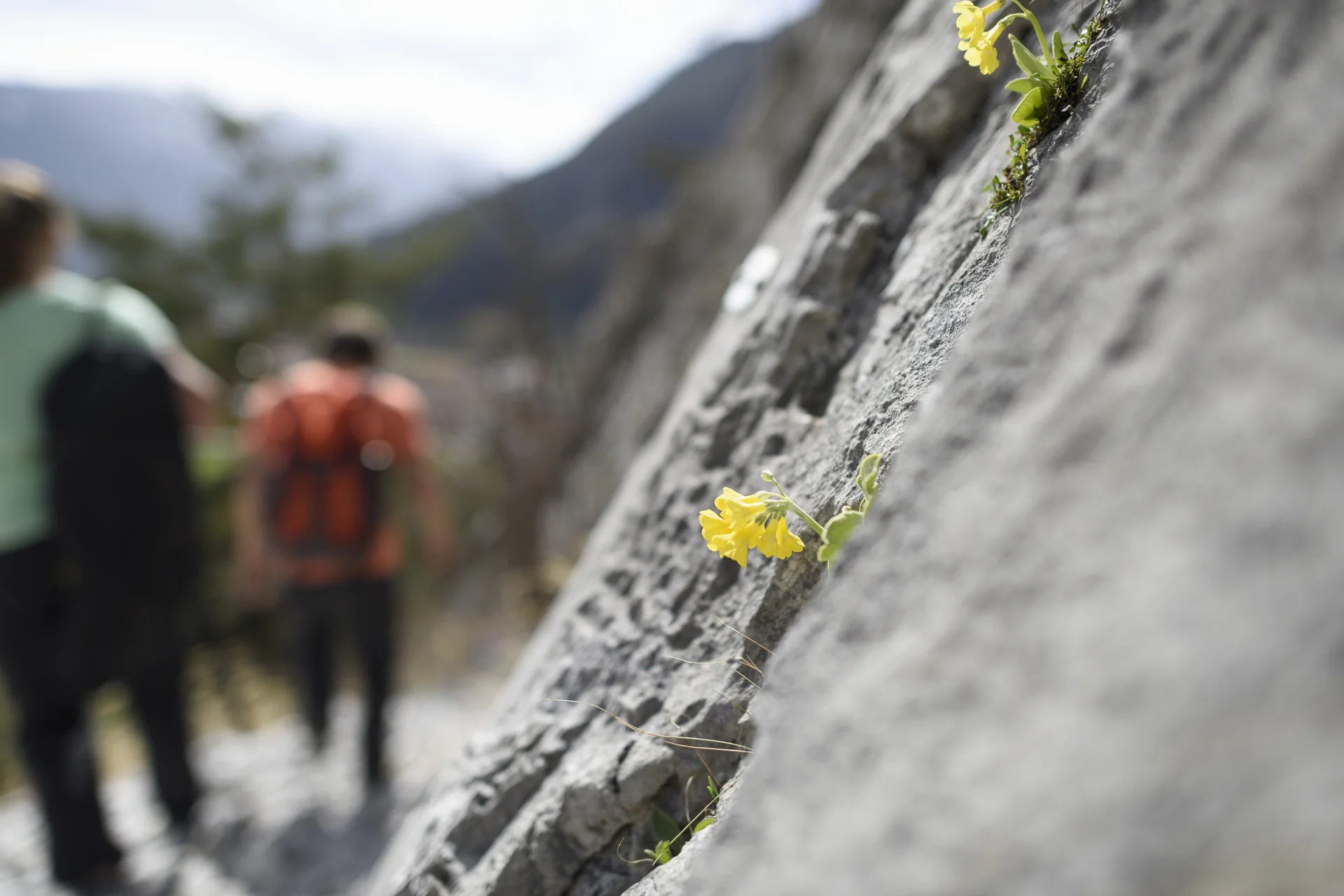 Eine unscharfe Wandergruppe, im Vordergrund eine gelbe Blüte | © DAV/Wolfgang Ehn